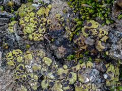 Attēlu rezultāti vaicājumam “Bacidia subincompta”