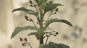 Attēlu rezultāti vaicājumam “Scrophularia nodosa leaf”
