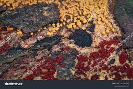 Attēlu rezultāti vaicājumam “Trichia flavicoma”