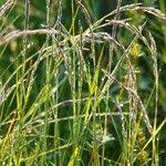 Attēlu rezultāti vaicājumam “Nardus stricta fruit”