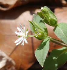 Attēlu rezultāti vaicājumam “Stellaria media bud”