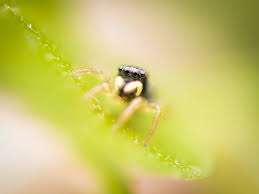 Attēlu rezultāti vaicājumam “Heliophanus sp.”