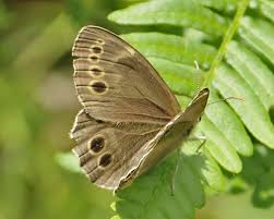 Attēlu rezultāti vaicājumam “Lopinga achine”
