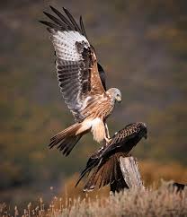 Image result for Milvus milvus