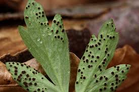 Attēlu rezultāti vaicājumam “Tranzschelia anemones”