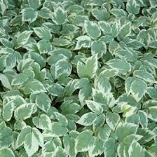 Attēlu rezultāti vaicājumam “Aegopodium podagraria leaf”