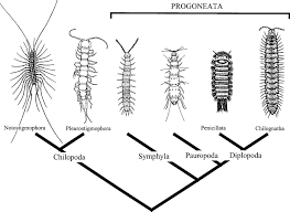 Attēlu rezultāti vaicājumam “Myriapoda”