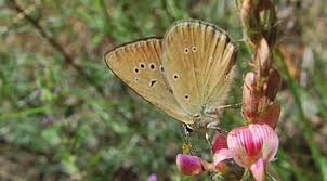 Attēlu rezultāti vaicājumam “Agrodiaetus amandus male”