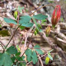 Attēlu rezultāti vaicājumam “Aquilegia vulgaris bud”