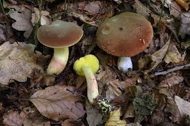 Attēlu rezultāti vaicājumam “Xerocomus subtomentosus”