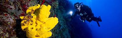 Image result for 243 Diving Club