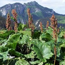 Attēlu rezultāti vaicājumam “Rumex confertus fruit”