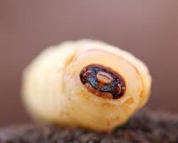 Attēlu rezultāti vaicājumam “Phronia sp. larva”