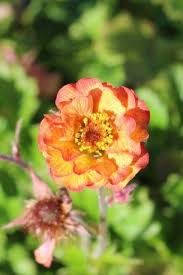 Attēlu rezultāti vaicājumam “Geum”