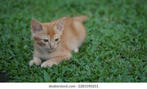 Attēlu rezultāti vaicājumam “Felis silvestris catus juvenile”