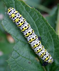 Attēlu rezultāti vaicājumam “Shargacucullia scrophulariae larva”