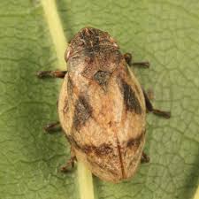 Attēlu rezultāti vaicājumam “Aphrophoridae”