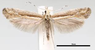 Attēlu rezultāti vaicājumam “Plutellidae”