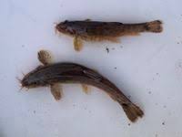 Attēlu rezultāti vaicājumam “Barbatula barbatula”