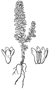 Attēlu rezultāti vaicājumam “Glaux maritima flower”