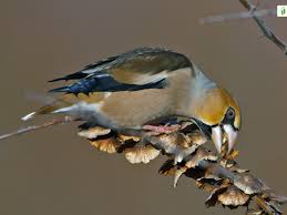 Attēlu rezultāti vaicājumam “Coccothraustes coccothraustes”