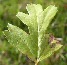 Attēlu rezultāti vaicājumam “Parornix anglicella”