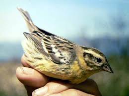 Image result for Emberiza aureola