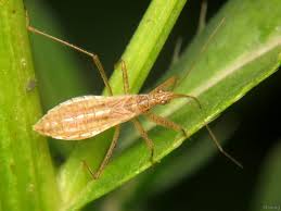 Attēlu rezultāti vaicājumam “Nabis limbatus”