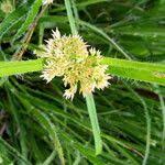 Attēlu rezultāti vaicājumam “Luzula luzuloides leaf”