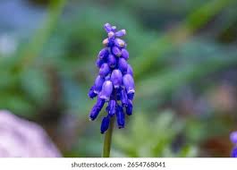 Attēlu rezultāti vaicājumam “Muscari neglectum flower”