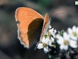 Attēlu rezultāti vaicājumam “Coenonympha pamphilus upperside”