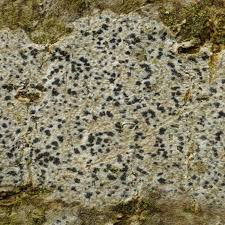 Attēlu rezultāti vaicājumam “Arthonia byssacea”