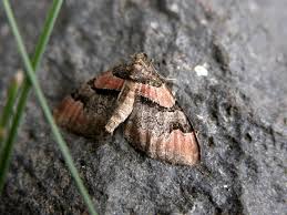 Attēlu rezultāti vaicājumam “Catarhoe rubidata”