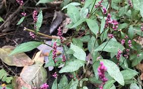 Attēlu rezultāti vaicājumam “Persicaria maculosa flower”