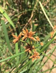Attēlu rezultāti vaicājumam “Bolboschoenus maritimus flower”