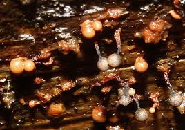 Attēlu rezultāti vaicājumam “Cribraria macrocarpa”