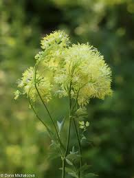 Attēlu rezultāti vaicājumam “Thalictrum flavum bud”
