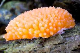 Attēlu rezultāti vaicājumam “Licea chelonoides”