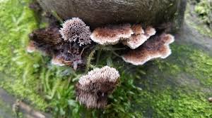 Attēlu rezultāti vaicājumam “Gloiodon strigosus”