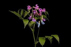 Attēlu rezultāti vaicājumam “Lathyrus vernus bud”