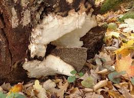 Attēlu rezultāti vaicājumam “Perenniporia medulla-panis”