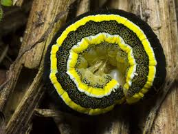 Attēlu rezultāti vaicājumam “Ceramica pisi”