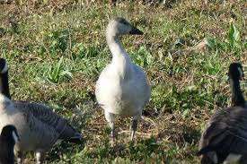 Image result for Anser caerulescens