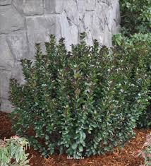 Attēlu rezultāti vaicājumam “Ilex x meserveae”