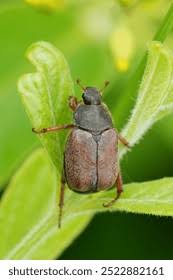 Attēlu rezultāti vaicājumam “Hoplia parvula imago”