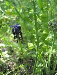 Attēlu rezultāti vaicājumam “Muscari neglectum”