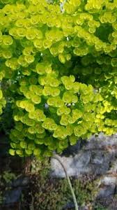Attēlu rezultāti vaicājumam “Euphorbia palustris leaf”