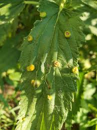 Attēlu rezultāti vaicājumam “Puccinia urticata”