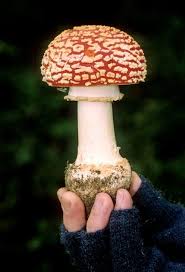 Attēlu rezultāti vaicājumam “Amanita”