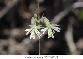 Attēlu rezultāti vaicājumam “Silene nutans flower”